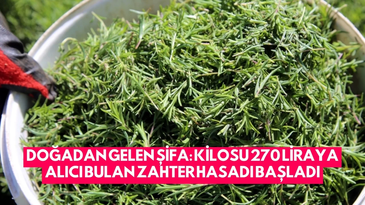 Doğadan Gelen Şifa: Kilosu 270 Liraya Alıcı Bulan Zahter Hasadı Başladı