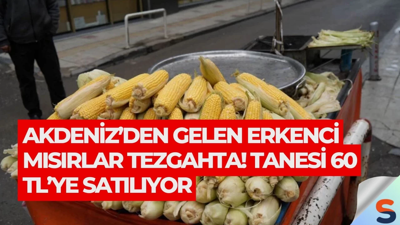 Akdeniz’den Gelen Erkenci Mısırlar Tezgahta! Tanesi 60 TL’ye Satılıyor