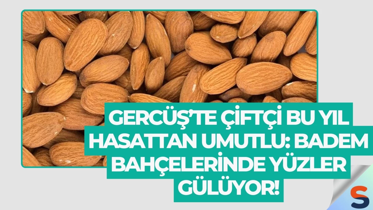 Gercüş’te Çiftçi Bu Yıl Hasattan Umutlu: Badem Bahçelerinde Yüzler Gülüyor!