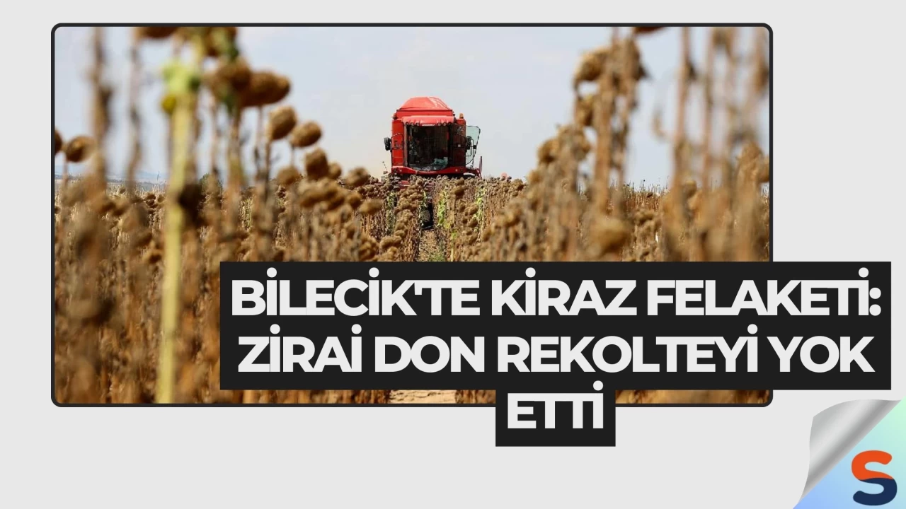 Bilecik'te Kiraz Felaketi: Zirai Don Rekolteyi Yok Etti
