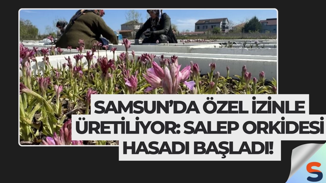 Samsun’da Özel İzinle Üretiliyor: Salep Orkidesi Hasadı Başladı!