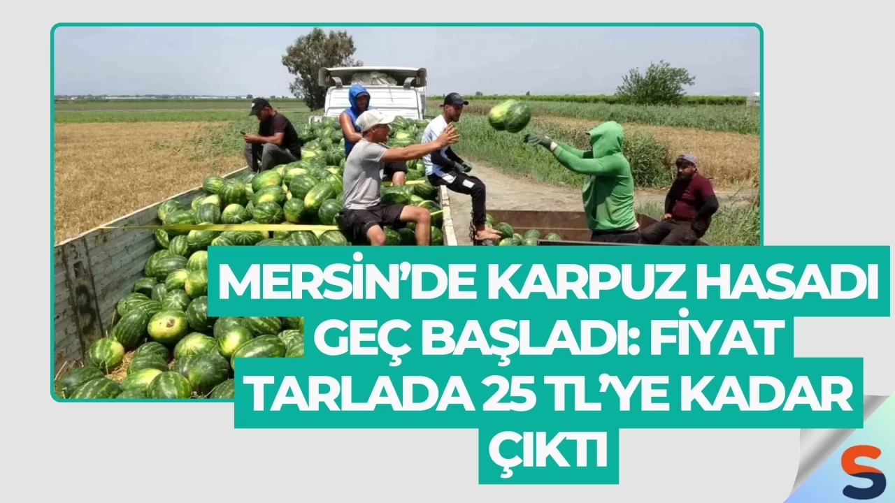 Mersin’de Karpuz Hasadı Geç Başladı: Fiyat Tarlada 25 TL’ye Kadar Çıktı