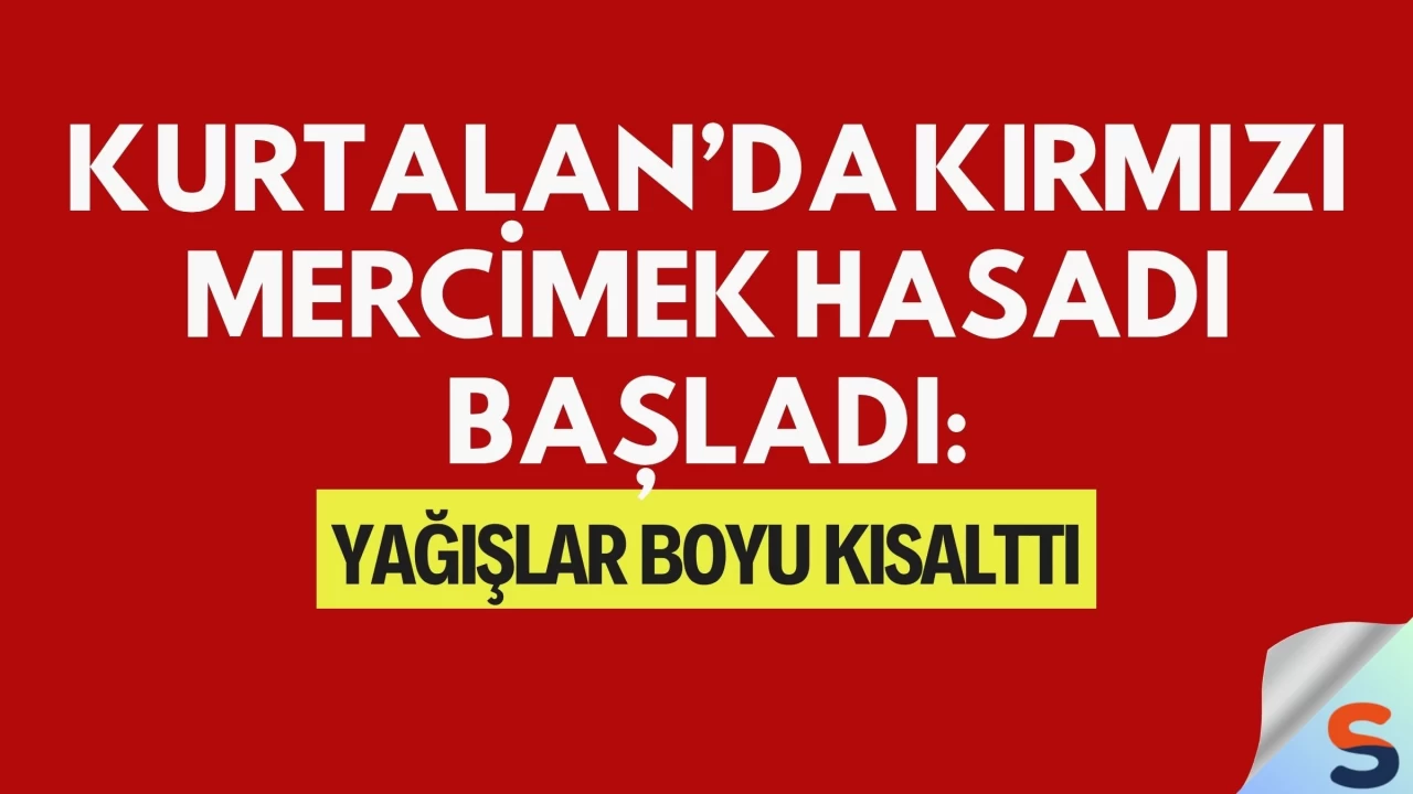 Kurtalan’da Kırmızı Mercimek Hasadı Başladı: Yağışlar Boyu Kısalttı