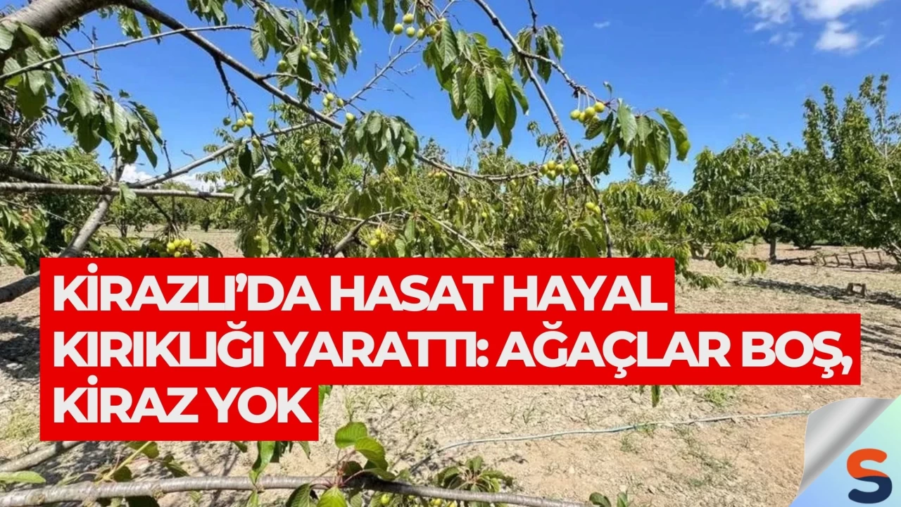 Kirazlı’da Hasat Hayal Kırıklığı Yarattı: Ağaçlar Boş, Kiraz Yok