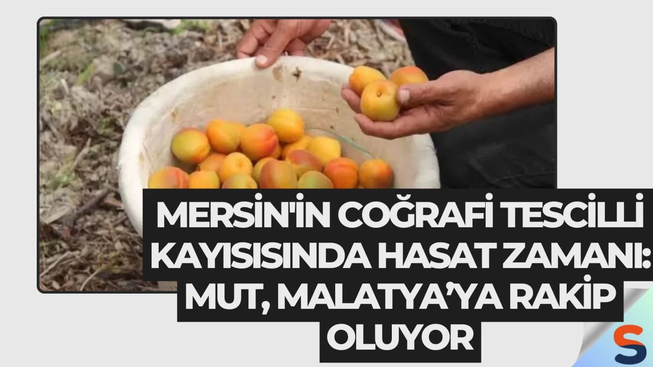 Mersin'in Coğrafi Tescilli Kayısısında Hasat Zamanı: Mut, Malatya’ya Rakip Oluyor