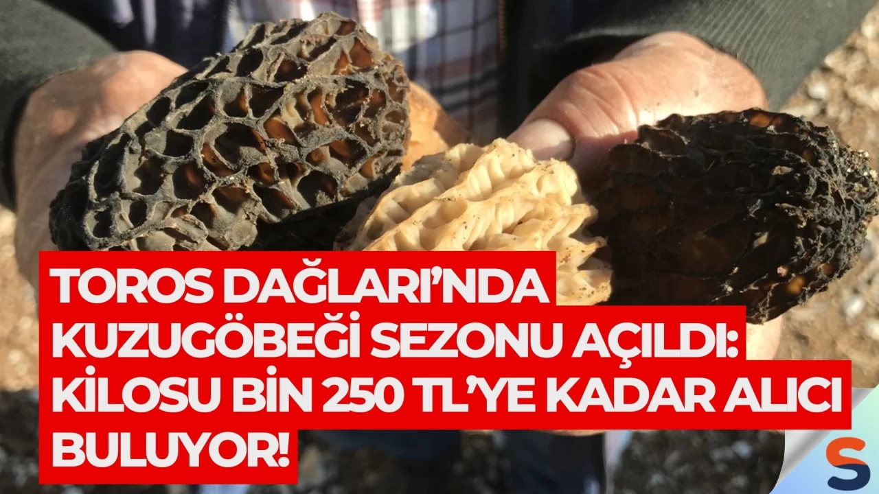 Toros Dağları’nda kuzugöbeği sezonu açıldı: Kilosu bin 250 TL’ye kadar alıcı buluyor!
