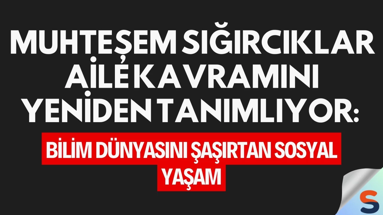 Muhteşem Sığırcıklar Aile Kavramını Yeniden Tanımlıyor: Bilim Dünyasını Şaşırtan Sosyal Yaşam