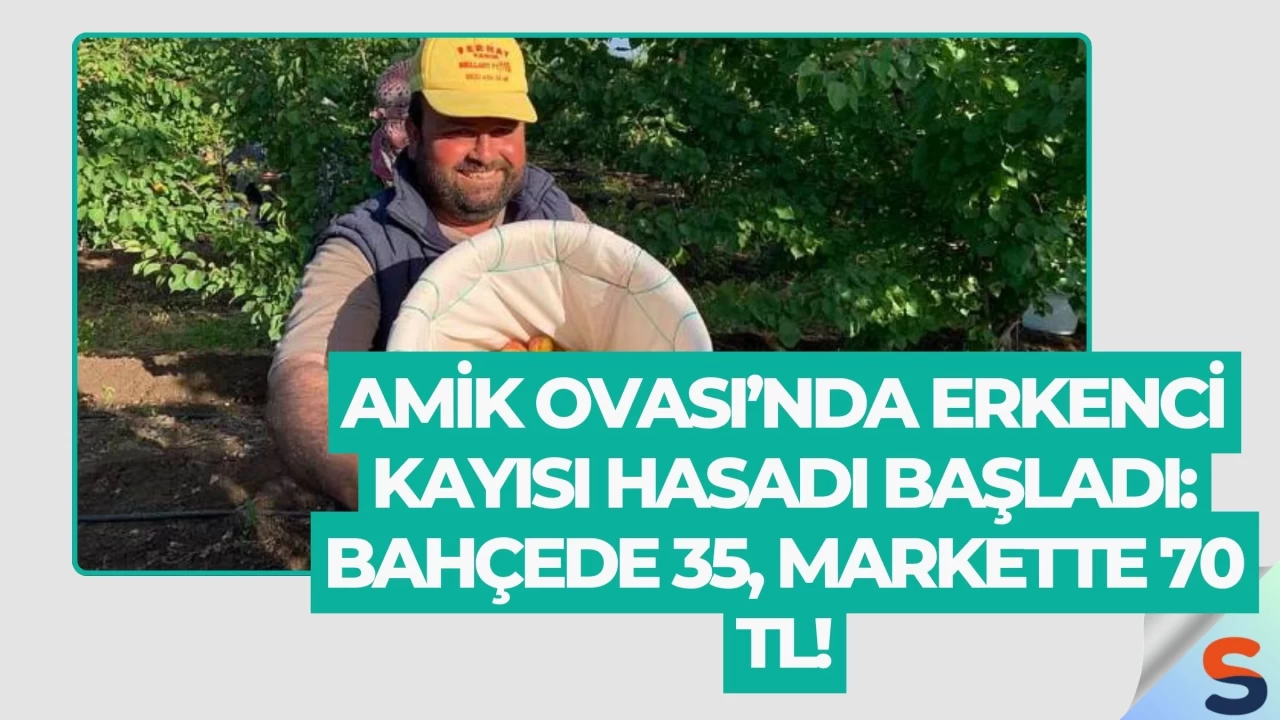 Amik Ovası’nda Erkenci Kayısı Hasadı Başladı: Bahçede 35, Markette 70 TL!