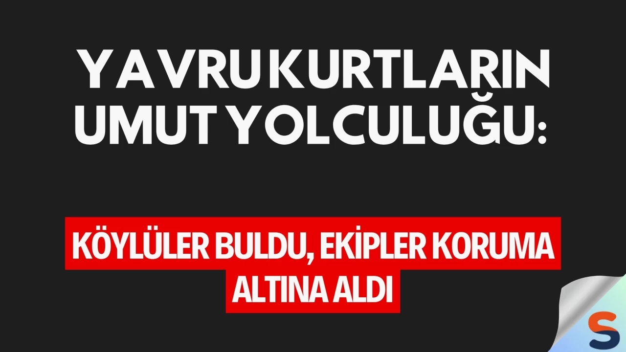Yavru Kurtların Umut Yolculuğu: Köylüler Buldu, Ekipler Koruma Altına Aldı