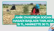 Amik Ovası'nda Soğan Hasadı Başladı: Tarlada 15 TL, Markette 30 TL