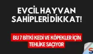 Evcil Hayvan Sahipleri Dikkat! Bu 7 Bitki Kedi ve Köpekler İçin Tehlike Saçıyor