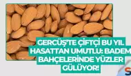 Gercüş’te Çiftçi Bu Yıl Hasattan Umutlu: Badem Bahçelerinde Yüzler Gülüyor!
