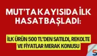 Mut’ta Kayısıda İlk Hasat Başladı: İlk Ürün 500 TL’den Satıldı, Rekolte ve Fiyatlar Merak Konusu