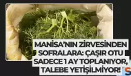 Manisa’nın Zirvesinden Sofralara: Çaşır Otu Sadece 1 Ay Toplanıyor, Talebe Yetişilmiyor!