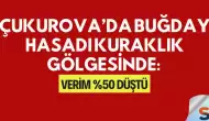 Çukurova’da Buğday Hasadı Kuraklık Gölgesinde: Verim %50 Düştü