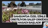 Samsun’da Özel İzinle Üretiliyor: Salep Orkidesi Hasadı Başladı!