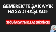 Gemerek’te Şakayık Hasadı Başladı: Soğuğa Dayanıklı, Az Su İstiyor!