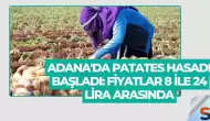 Adana'da Patates Hasadı Başladı: Fiyatlar 8 ile 24 Lira Arasında
