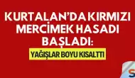 Kurtalan’da Kırmızı Mercimek Hasadı Başladı: Yağışlar Boyu Kısalttı