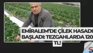 Emiralem’de Çilek Hasadı Başladı: Tezgahlarda 120 TL!