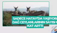 Sadece Hatay’da Yaşıyor: Dağ Ceylanlarının Sayısı 6 Kat Arttı