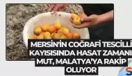 Mersin'in Coğrafi Tescilli Kayısısında Hasat Zamanı: Mut, Malatya’ya Rakip Oluyor