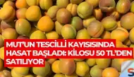Mut’un Tescilli Kayısısında Hasat Başladı: Kilosu 50 TL’den Satılıyor