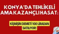 Konya’da tehlikeli ama kazançlı hasat: Kişnişin demeti 100 liradan satılıyor!