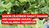 Sason Çileğinde Hasat Zamanı: 400 Hanenin Umudu Tarlalarda Yeşeriyor