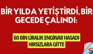 Bir Yılda Yetiştirdi, Bir Gecede Çalındı: 60 Bin Liralık Enginar Hasadı Hırsızlara Gitti!