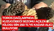Toros Dağları’nda kuzugöbeği sezonu açıldı: Kilosu bin 250 TL’ye kadar alıcı buluyor!
