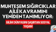 Muhteşem Sığırcıklar Aile Kavramını Yeniden Tanımlıyor: Bilim Dünyasını Şaşırtan Sosyal Yaşam