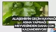 Alaşehir'in Geçim Kaynağı: Asma Yaprağı Meyvesinden Daha Çok Kazandırıyor!