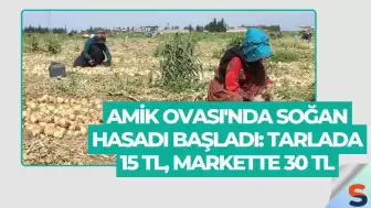 Amik Ovası'nda Soğan Hasadı Başladı: Tarlada 15 TL, Markette 30 TL