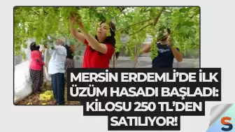 Mersin Erdemli’de İlk Üzüm Hasadı Başladı: Kilosu 250 TL’den Satılıyor!