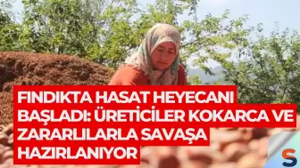 Fındıkta Hasat Heyecanı Başladı: Üreticiler Kokarca ve Zararlılarla Savaşa Hazırlanıyor