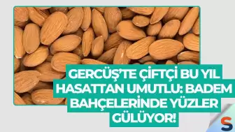 Gercüş’te Çiftçi Bu Yıl Hasattan Umutlu: Badem Bahçelerinde Yüzler Gülüyor!