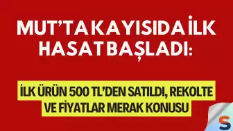 Mut’ta Kayısıda İlk Hasat Başladı: İlk Ürün 500 TL’den Satıldı, Rekolte ve Fiyatlar Merak Konusu
