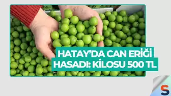 Hatay’da Can Eriği Hasadı: Kilosu 500 TL