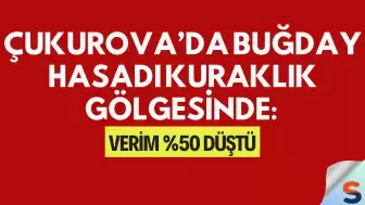 Çukurova’da Buğday Hasadı Kuraklık Gölgesinde: Verim %50 Düştü