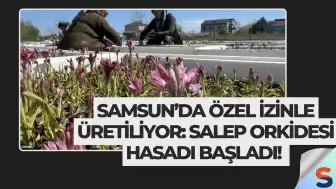 Samsun’da Özel İzinle Üretiliyor: Salep Orkidesi Hasadı Başladı!