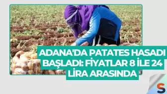 Adana'da Patates Hasadı Başladı: Fiyatlar 8 ile 24 Lira Arasında