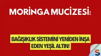 Moringa Mucizesi: Bağışıklık Sistemini Yeniden İnşa Eden Yeşil Altın!