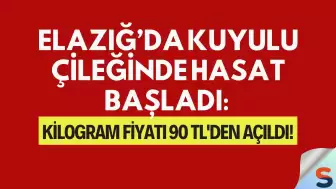 Elazığ’da Kuyulu Çileğinde Hasat Başladı: Kilogram Fiyatı 90 TL'den Açıldı!
