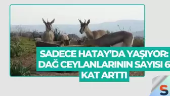 Sadece Hatay’da Yaşıyor: Dağ Ceylanlarının Sayısı 6 Kat Arttı