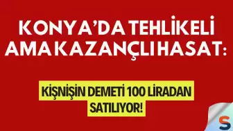 Konya’da tehlikeli ama kazançlı hasat: Kişnişin demeti 100 liradan satılıyor!