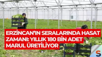 Erzincan’ın Seralarında Hasat Zamanı: Yıllık 180 Bin Adet Marul Üretiliyor
