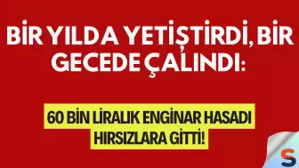Bir Yılda Yetiştirdi, Bir Gecede Çalındı: 60 Bin Liralık Enginar Hasadı Hırsızlara Gitti!