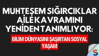 Muhteşem Sığırcıklar Aile Kavramını Yeniden Tanımlıyor: Bilim Dünyasını Şaşırtan Sosyal Yaşam