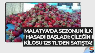 Malatya’da Sezonun İlk Hasadı Başladı: Çileğin Kilosu 125 TL’den Satışta!